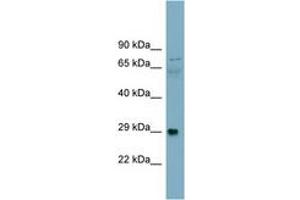 Image no. 1 for anti-Dystroglycan 1 (DAG1) (AA 323-372) antibody (ABIN6743420) (Dystroglycan antibody  (AA 323-372))