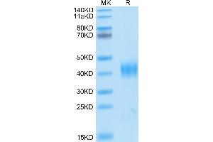 SDS-PAGE (SDS) image for SARS-Coronavirus Spike Protein (SARS-CoV S) (RBD) protein (His-Avi Tag) (ABIN7275548)