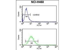 SLC25A17 Antibody (N-term) (ABIN653119 and ABIN2842701) flow cytometry analysis of NCI- cells (bottom histogram) compared to a negative control cell (top histogram). (SLC25A17 antibody  (N-Term))