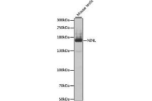 Western blot analysis of extracts of mouse testis, using NINL antibody (ABIN2564146) at 1:1000 dilution. (NINL antibody)