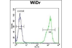 RT4I1 Antibody (C-term) (ABIN654729 and ABIN2844417) flow cytometric analysis of WiDr cells (right histogram) compared to a negative control cell (left histogram).