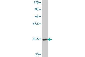 Western Blot detection against Immunogen (33. (AGPAT2 antibody  (AA 51-117))