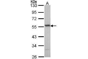 WB Image Sample (30 ug of whole cell lysate) A: H1299 10% SDS PAGE antibody diluted at 1:1000 (ERG antibody  (C-Term))