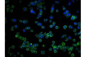 Immunofluorescence (IF) image for anti-14-3-3 zeta (YWHAZ) (AA 133-212) antibody (ABIN7142109)