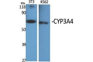 Western Blot (WB) analysis of specific cells using CYP3A4 Polyclonal Antibody. (CYP3A4 antibody  (Internal Region))