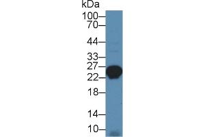 MYL3/CMLC1 antibody  (AA 5-181)