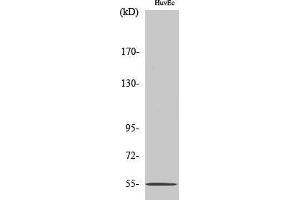 EMR4 antibody  (Internal Region)