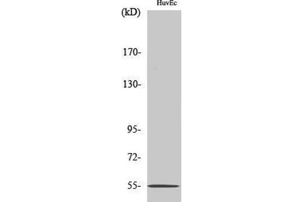 EMR4 antibody  (Internal Region)