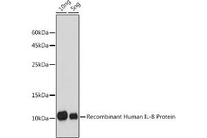 Western blot analysis of extracts of Recombinant Human IL-8 Protein(RP00052), using IL8 antibody (ABIN6133778, ABIN6142413, ABIN6142414 and ABIN6216085) at 1:1000 dilution. (IL-8 antibody  (AA 1-99))