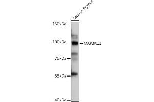 Western blot analysis of extracts of Mouse thymus, using MK11 antibody (ABIN7268648) at 1:1000 dilution. (MAP3K11 antibody  (AA 140-260))