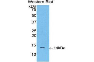 Western Blotting (WB) image for anti-Inhibin, beta A (INHBA) (AA 314-424) antibody (ABIN3201514) (INHBA antibody  (AA 314-424))