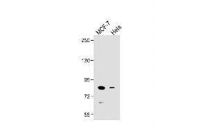 All lanes : Anti-SMURF1 Antibody (C-term) at 1:500 dilution Lane 1: MCF-7 whole cell lysate Lane 2: Hela whole cell lysate Lysates/proteins at 20 μg per lane. (SMURF1 antibody  (C-Term))
