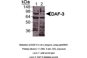 Image no. 1 for anti-Abnormal DAuer Formation Family Member (Daf-3) (DAF-3) (C-Term) antibody (ABIN363360) (DAF-3 antibody  (C-Term))