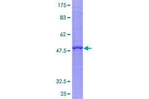 CACNG5 Protein (GST tag)