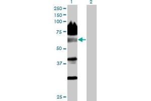Western Blot analysis of NACC2 expression in transfected 293T cell line by NACC2 MaxPab polyclonal antibody. (BTBD14A antibody  (AA 1-587))