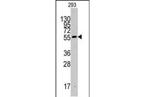 Western blot analysis of IDO1 polyclonal antibody  in 293 cell line lysates (35 ug/lane). (IDO1 antibody  (C-Term))