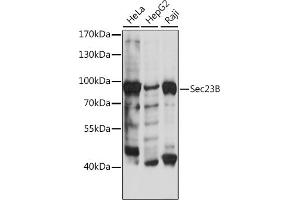 Western blot analysis of extracts of various cell lines, using Sec23B antibody (ABIN7270169) at 1:500 dilution.