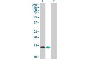 Western Blot analysis of NGFRAP1 expression in transfected 293T cell line by NGFRAP1 MaxPab polyclonal antibody. (Nerve Growth Factor Receptor (TNFRSF16) Associated Protein 1 (NGFRAP1) (AA 1-101) antibody)