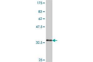 Western Blot detection against Immunogen (38. (RPL8 antibody  (AA 148-257))