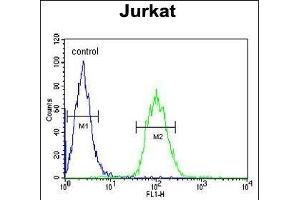 ALAD Antibody (C-term) (ABIN390809 and ABIN2841046) flow cytometric analysis of Jurkat cells (right histogram) compared to a negative control cell (left histogram). (ALAD antibody  (C-Term))