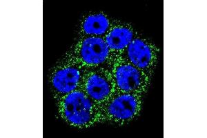 Confocal immunofluorescent analysis of GLO1 Antibody (N-term) (ABIN390591 and ABIN2840910) with WiDr cell followed by Alexa Fluor 488-conjugated goat anti-rabbit lgG (green). (GLO1 antibody  (N-Term))