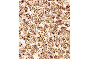 Immunohistochemistry (IHC) image for anti-Stathmin-Like 2 (STMN2) (AA 82-116) antibody (ABIN6243304)