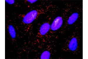 Proximity Ligation Analysis of protein-protein interactions between MYLK and CTTN. (MYLK antibody  (AA 1-992))