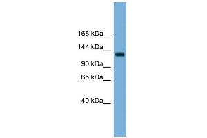 RASGRF1 antibody  (Middle Region)