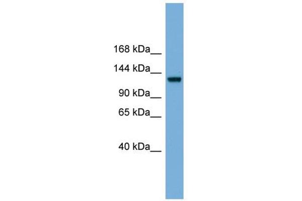 RASGRF1 antibody  (Middle Region)