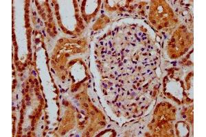 IHC image of ABIN7169748 diluted at 1:600 and staining in paraffin-embedded human kidney tissue performed on a Leica BondTM system. (SSBP3 antibody  (AA 185-321))