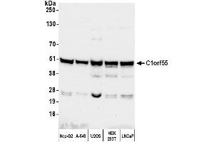 Western Blotting (WB) image for anti-Chromosome 1 Open Reading Frame 55 (C1orf55) (AA 350-400) antibody (ABIN7453515) (C1orf55 antibody  (AA 350-400))