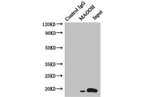 MAGOH antibody  (AA 1-146)
