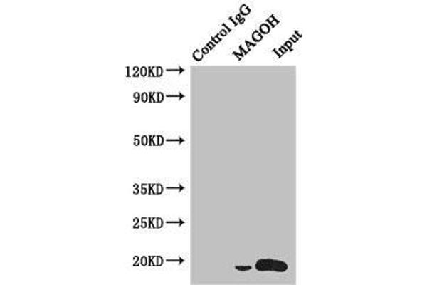 MAGOH antibody  (AA 1-146)