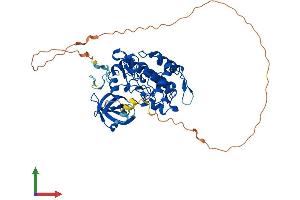 AlphaFold protein structure predicition of Human Recombinant VRK3 Protein, UniprotID Q8IV63 (VRK3 Protein (AA 1-474) (His tag))