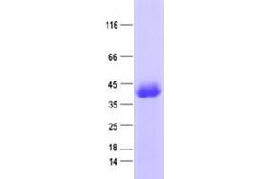 Validation with Western Blot