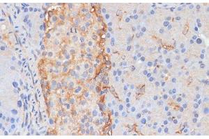 Immunohistochemistry of paraffin-embedded Rat pancreas using DLL1 Polyclonal Antibody at dilution of 1:100 (40x lens). (DLL1 antibody)