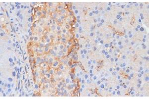 Immunohistochemistry of paraffin-embedded Rat pancreas using DLL1 Polyclonal Antibody at dilution of 1:100 (40x lens). (DLL1 antibody)