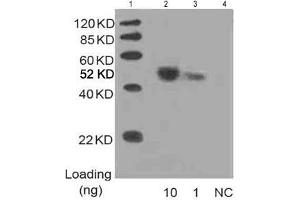 Lane 1: MarkerLane 2: 10 ng Multiple Tag Cell Lysate fusion protein (ABIN1536505) Lane 3: 1 ng Multiple Tag Cell Lysate fusion protein (ABIN1536505) Lane 4: Negative controlDetect antibody: 1 µg/mL Anti-His [HRP] Monoclonal Antibody (ABIN387701)
