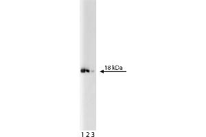 Western Blotting (WB) image for anti-Eukaryotic Translation Initiation Factor 5A (EIF5A) (AA 58-154) antibody (ABIN968707) (EIF5A antibody  (AA 58-154))