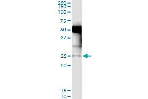 Immunoprecipitation of NXNL1 transfected lysate using anti-NXNL1 MaxPab rabbit polyclonal antibody and Protein A Magnetic Bead , and immunoblotted with NXNL1 purified MaxPab mouse polyclonal antibody (B01P) . (NXNL1 antibody  (AA 1-212))