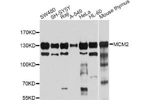 Western blot analysis of extracts of various cell lines, using MCM2 antibody (ABIN5970415) at 1/1000 dilution. (MCM2 antibody)