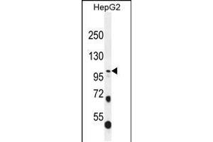 Western blot analysis in HepG2 cell line lysates (35ug/lane). (COL21A1 antibody  (N-Term))