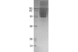 Validation with Western Blot (CX3CL1 Protein)