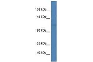 Image no. 1 for anti-Ligase III, DNA, ATP-Dependent (LIG3) (AA 220-269) antibody (ABIN6746395) (LIG3 antibody  (AA 220-269))