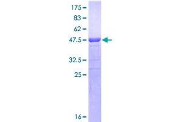 POLD3 Protein (AA 357-466) (GST tag)