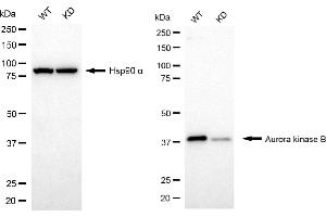 Western blotting analysis using aurora kinase B antibody (ABIN7797704).