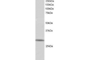 ABIN2560836 staining (1µg/ml) of Human Testis lysate (RIPA buffer, 30µg total protein per lane).