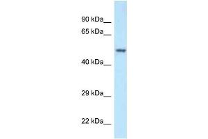 Western Blotting (WB) image for anti-Polymerase (DNA Directed), gamma 2, Accessory Subunit (POLG2) (N-Term) antibody (ABIN2788963)
