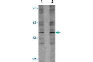 Western blot analysis of 293 cell lysate with LEMD2 polyclonal antibody  at (1) 1 and (2) 2 ug/mL. (LEMD2 antibody  (Internal Region))