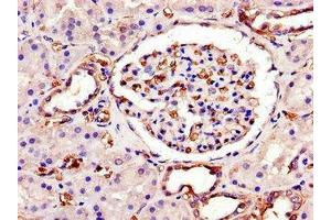 Immunohistochemistry of paraffin-embedded human kidney tissue using ABIN7150297 at dilution of 1:100